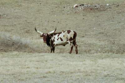 TEXAS-BANDERA LONGHORN2.JPG